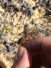 Yoyetta spectabilis