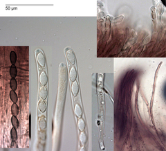 Phaeohelotium undulatum