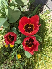 Tulipa
