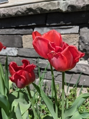 Tulipa