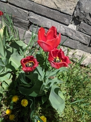 Tulipa