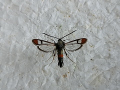 Synanthedon formicaeformis