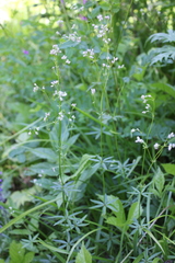 Galium paniculatum