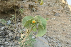 Abutilon pannosum