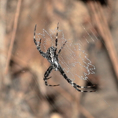 Argiope mascordi
