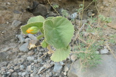 Abutilon pannosum