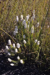Spatalla mollis