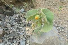 Abutilon pannosum
