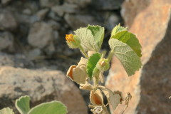 Abutilon pannosum