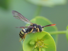 Nomada succincta