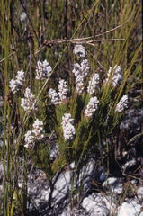 Spatalla mollis