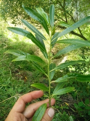 Melicytus lanceolatus