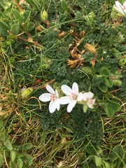 Erodium lebelii