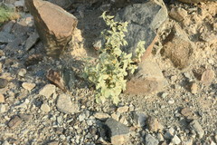 Chrozophora oblongifolia