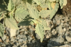 Chrozophora oblongifolia