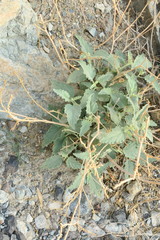 Chrozophora oblongifolia
