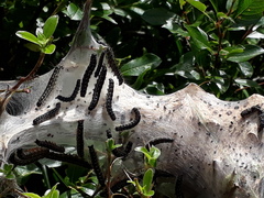 Eriogaster arbusculae