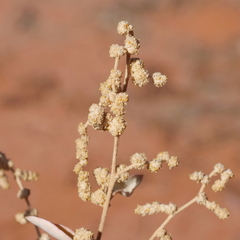 Atriplex stipitata