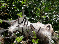 Eriogaster arbusculae