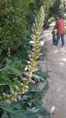 Acanthus mollis