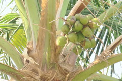 Cocos nucifera