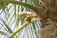 Cocos nucifera