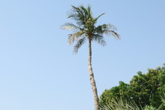 Cocos nucifera