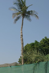 Cocos nucifera