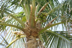 Cocos nucifera