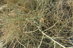 Crotalaria aegyptiaca