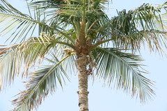 Cocos nucifera