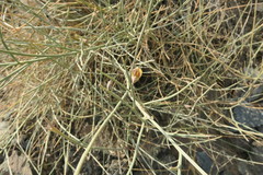 Crotalaria aegyptiaca