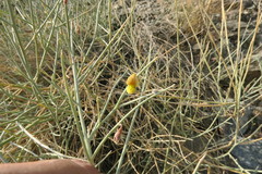 Crotalaria aegyptiaca