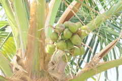 Cocos nucifera