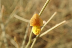 Crotalaria aegyptiaca