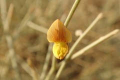 Crotalaria aegyptiaca
