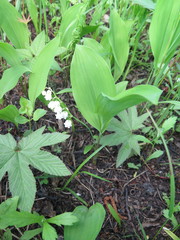 Convallaria keiskei