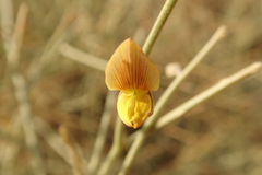 Crotalaria aegyptiaca