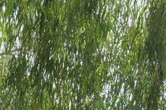 Eucalyptus camaldulensis