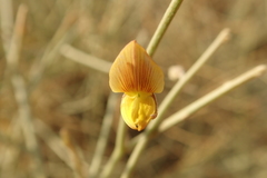 Crotalaria aegyptiaca