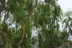 Eucalyptus camaldulensis