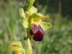 Ophrys fusca funerea
