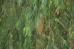 Eucalyptus camaldulensis