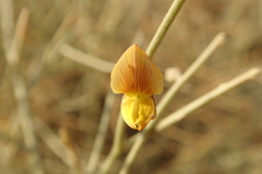 Crotalaria aegyptiaca