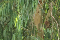 Eucalyptus camaldulensis