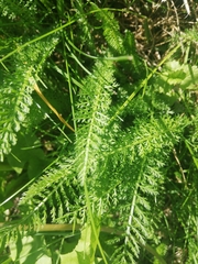 Achillea millefolium