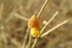 Crotalaria aegyptiaca
