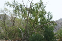 Eucalyptus camaldulensis