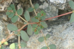 Euphorbia granulata