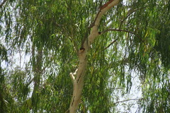 Eucalyptus camaldulensis